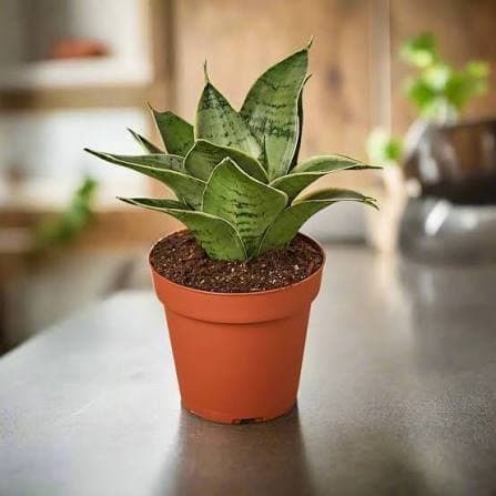 Snake Plant
